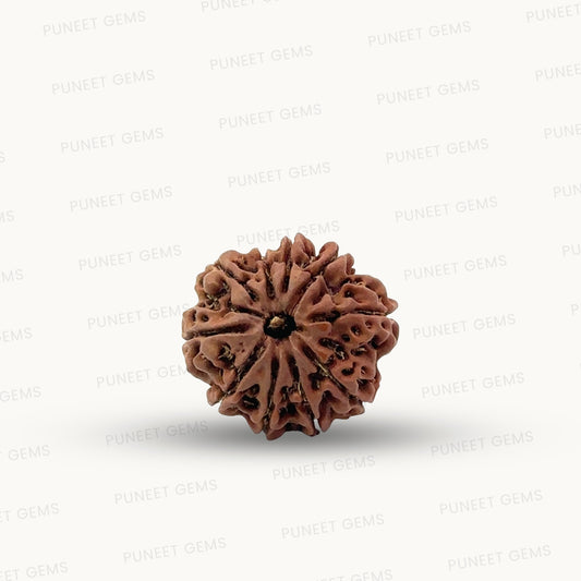 Natural 10 Mukhi Rudraksha – Empowered Protection & Divine Shield
