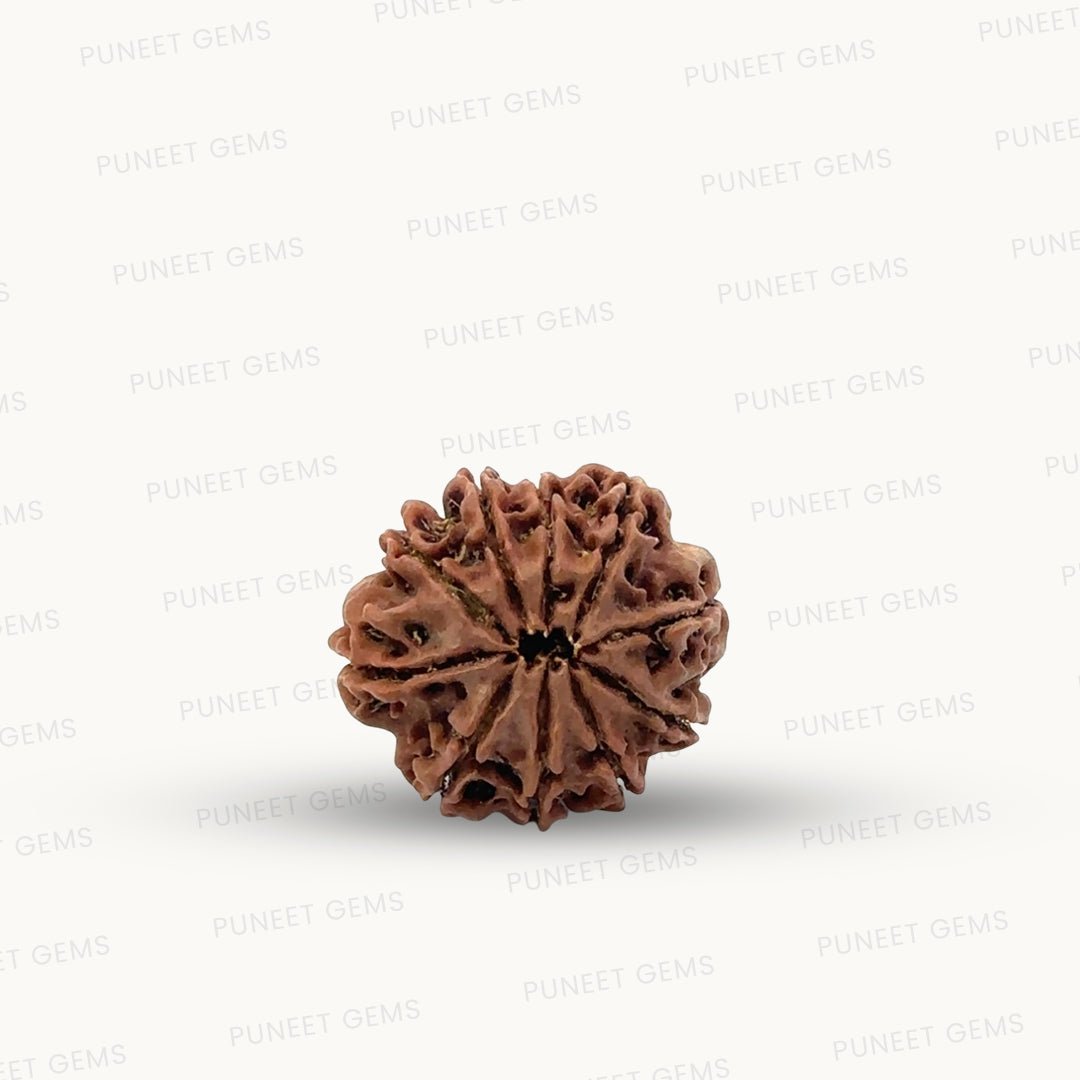 Natural 10 Mukhi Rudraksha – Empowered Protection & Divine Shield