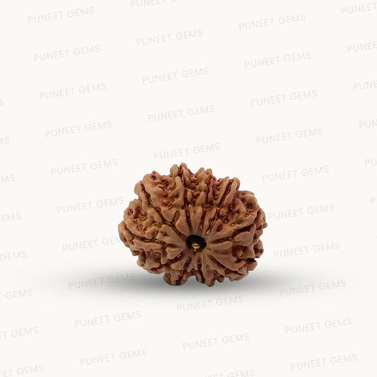 Natural 10 Mukhi Rudraksha – Empowered Protection & Divine Shield