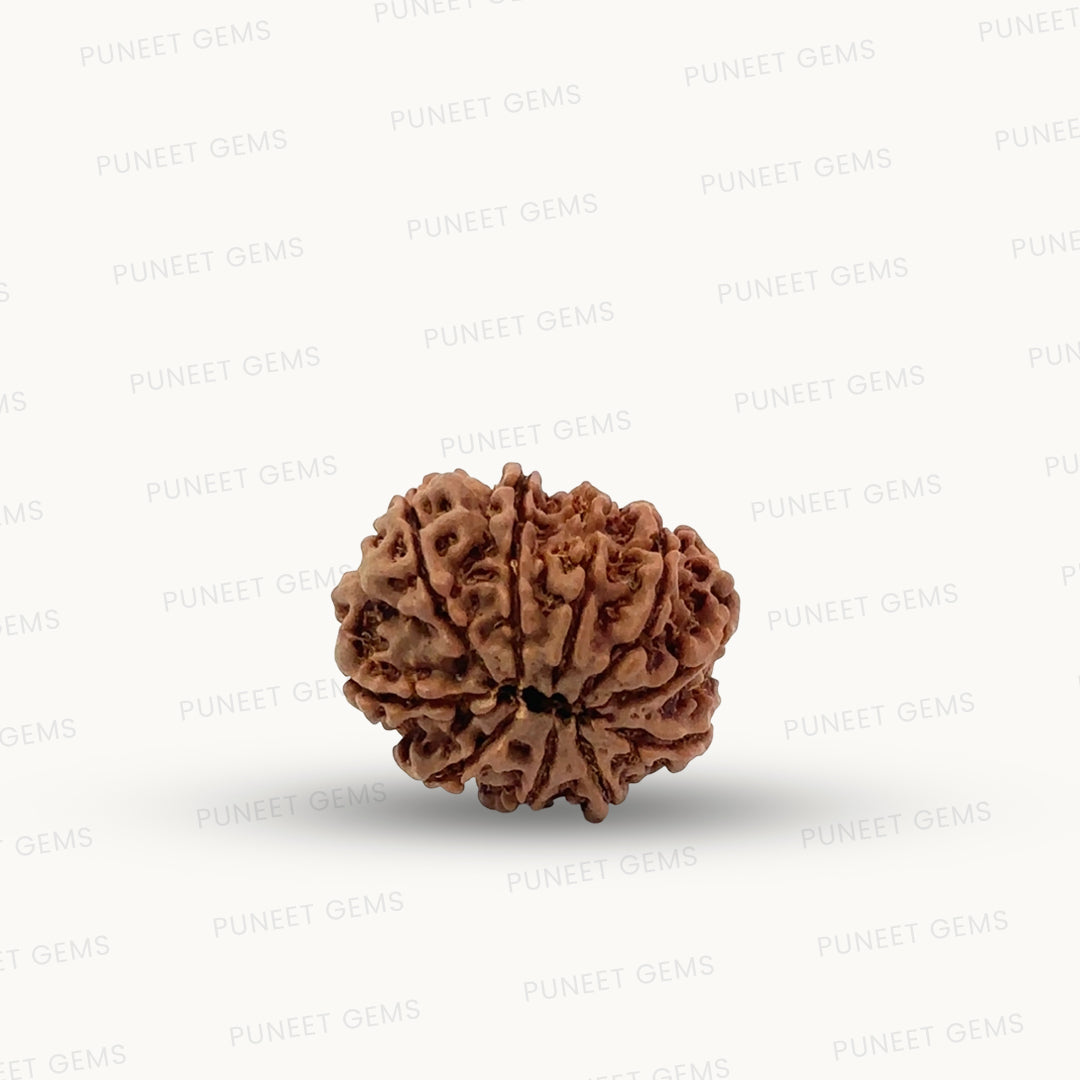 Natural 10 Mukhi Rudraksha – Empowered Protection & Divine Shield