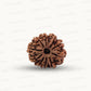 Natural 10 Mukhi Rudraksha – Empowered Protection & Divine Shield