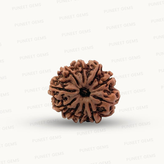 Natural 10 Mukhi Rudraksha – Empowered Protection & Divine Shield
