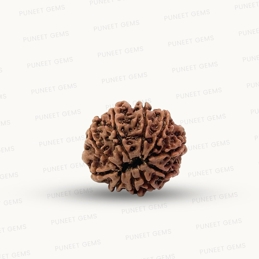 Natural 10 Mukhi Rudraksha – Empowered Protection & Divine Shield