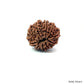 Natural 10 Mukhi Rudraksha – Empowered Protection & Divine Shield