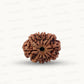 Natural 10 Mukhi Rudraksha – Empowered Protection & Divine Shield