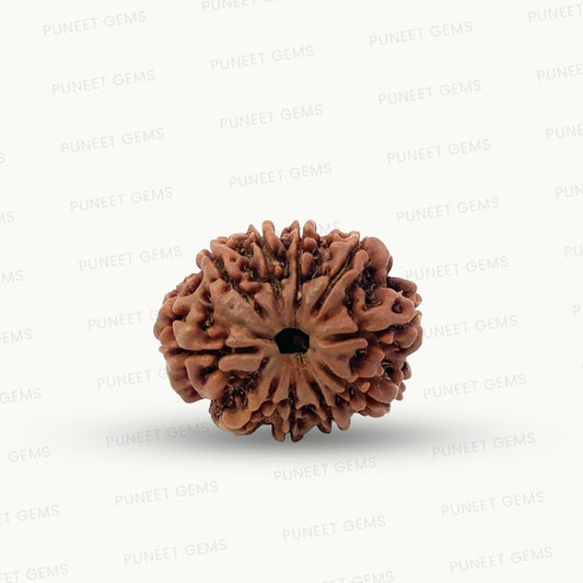 Natural 10 Mukhi Rudraksha – Empowered Protection & Divine Shield