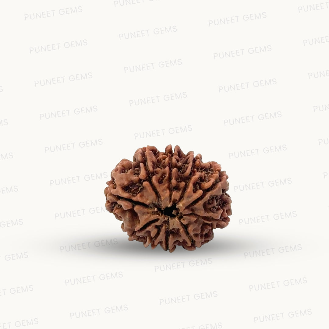 Natural 10 Mukhi Rudraksha – Empowered Protection & Divine Shield