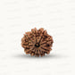 Natural 10 Mukhi Rudraksha – Empowered Protection & Divine Shield