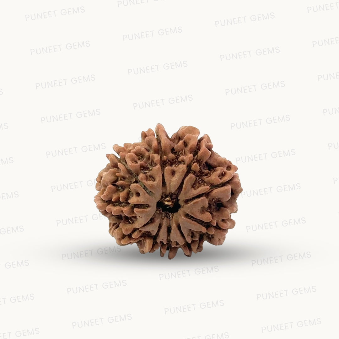 Natural 10 Mukhi Rudraksha – Empowered Protection & Divine Shield