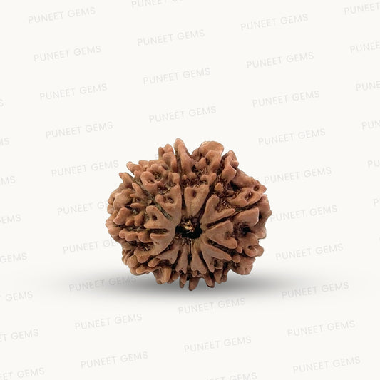 Natural 10 Mukhi Rudraksha – Empowered Protection & Divine Shield