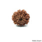 Natural 10 Mukhi Rudraksha – Empowered Protection & Divine Shield