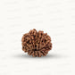 Natural 10 Mukhi Rudraksha – Empowered Protection & Divine Shield