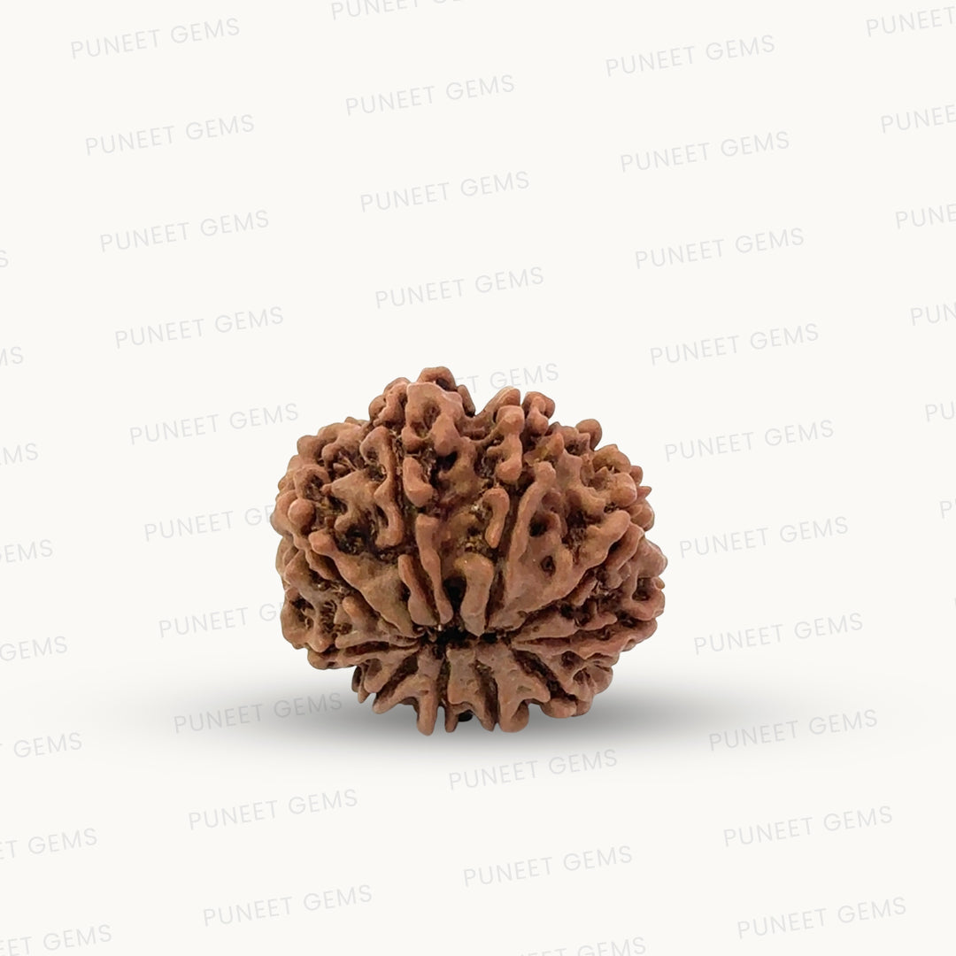 Natural 10 Mukhi Rudraksha – Empowered Protection & Divine Shield