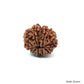Natural 10 Mukhi Rudraksha – Empowered Protection & Divine Shield