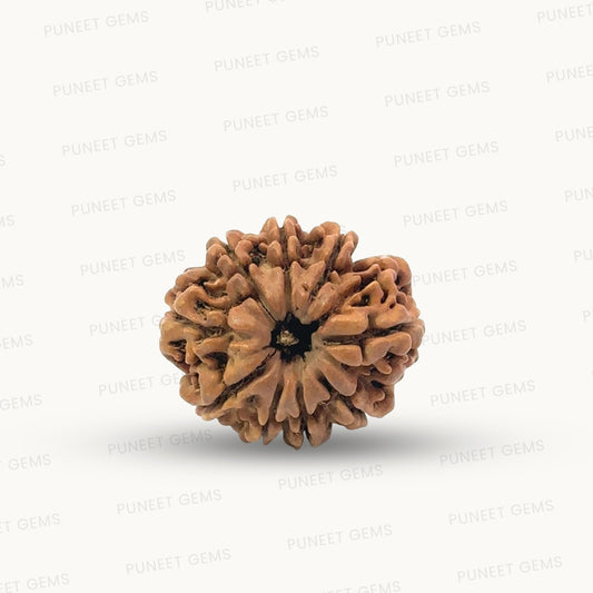 Natural 9 Mukhi Rudraksha – The Bead of Power, Courage & Divine Energy