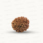 Natural 9 Mukhi Rudraksha – The Bead of Power, Courage & Divine Energy