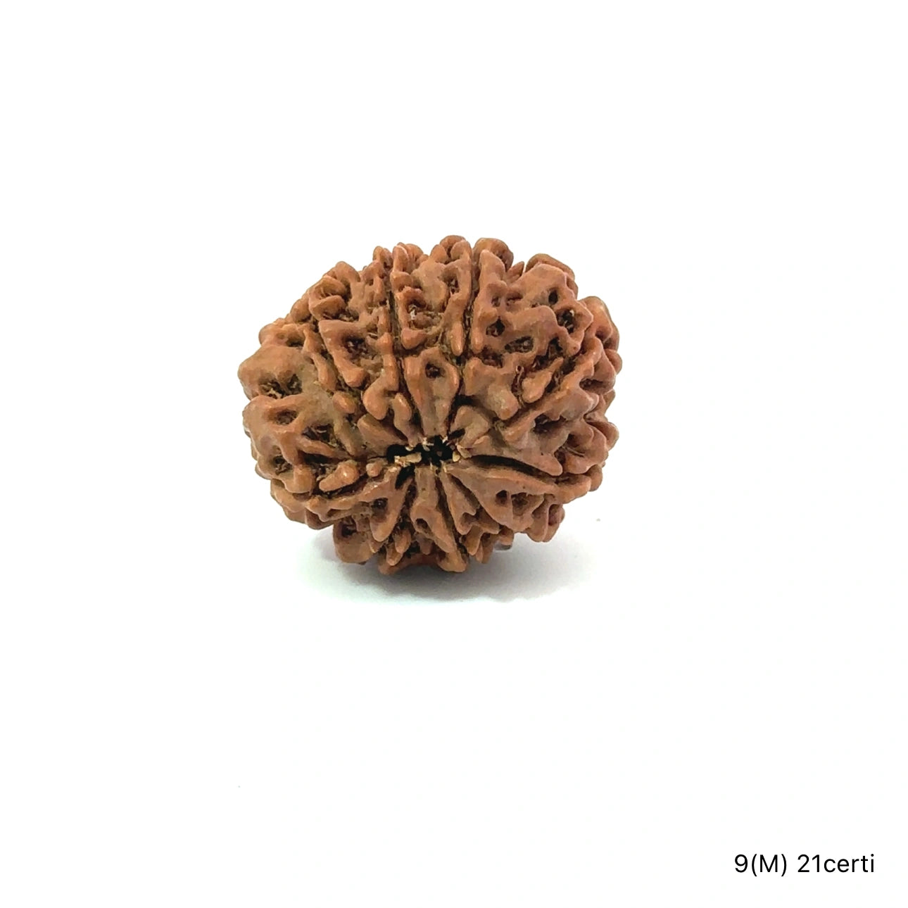 Natural 9 Mukhi Rudraksha – The Bead of Power, Courage & Divine Energy