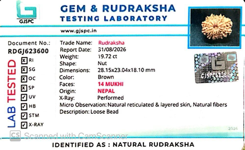 🌿 14 Mukhi Nepali Rudraksha (Natural & Certified). Antik