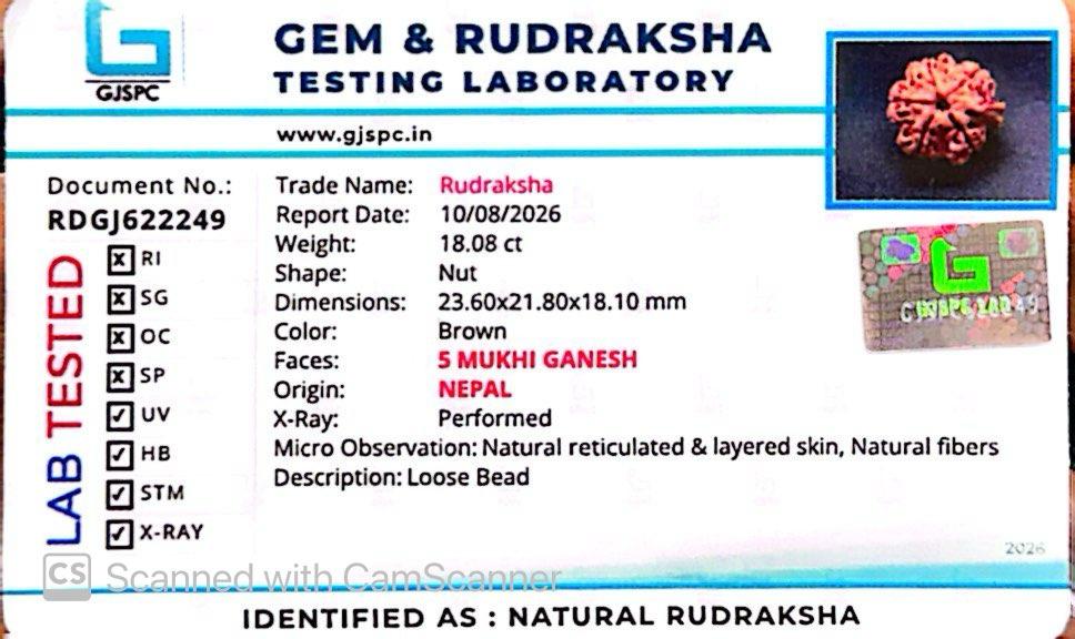 Nepali 5 Mukhi Ganesh Rudraksha