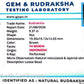 🌿 14 Mukhi Nepali Rudraksha (Natural & Certified). Medium