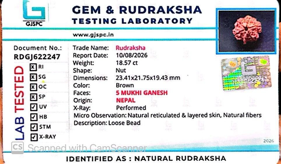 Nepali 5 Mukhi Ganesh Rudraksha
