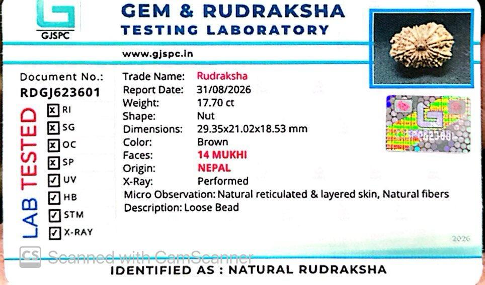 🌿 14 Mukhi Nepali Rudraksha (Natural & Certified). Antik