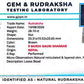 Nepali 9 Mukhi Gauri Shankar Rudraksha