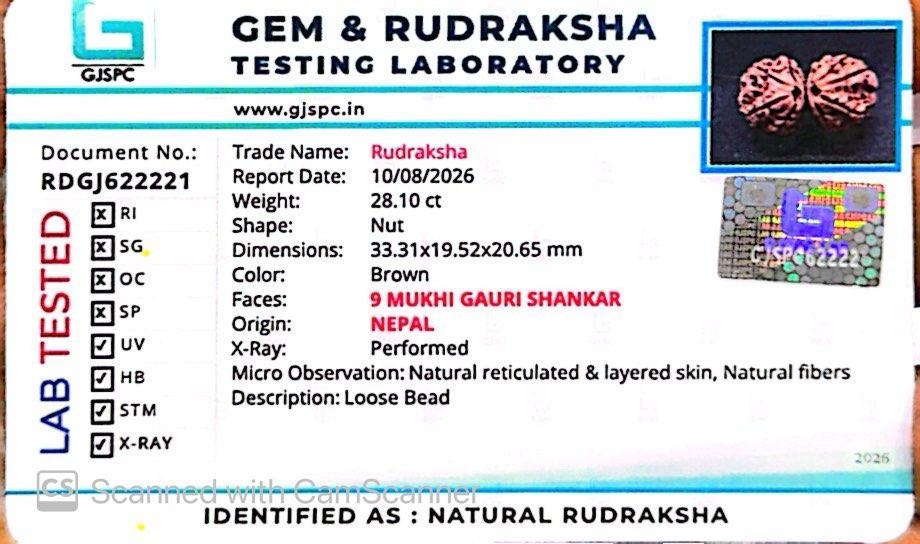 Nepali 9 Mukhi Gauri Shankar Rudraksha