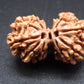 Nepali 9 Mukhi Gauri Shankar Rudraksha