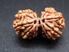Nepali 9 Mukhi Gauri Shankar Rudraksha