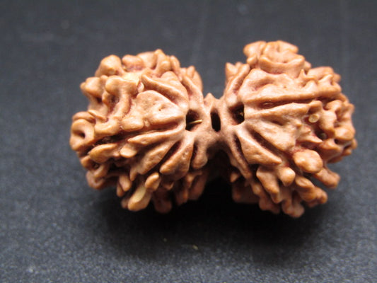 Nepali 9 Mukhi Gauri Shankar Rudraksha