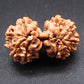 Nepali 9 Mukhi Gauri Shankar Rudraksha