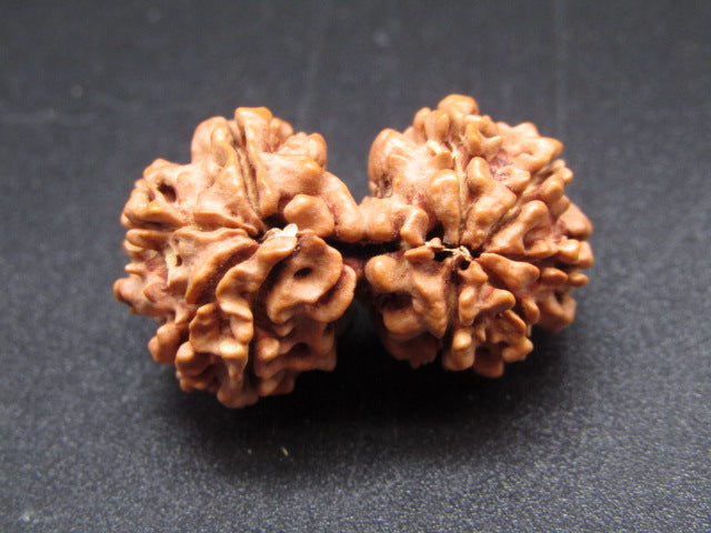 Nepali 9 Mukhi Gauri Shankar Rudraksha