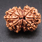 Nepali 11 Mukhi Rudraksha