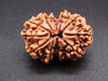 Nepali 11 Mukhi Rudraksha
