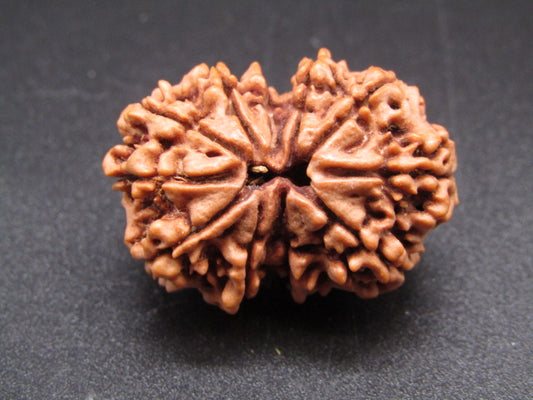 Nepali 11 Mukhi Rudraksha