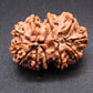Nepali 11 Mukhi Rudraksha