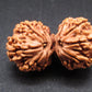 Nepali 11 Mukhi Gauri Shankar Rudraksha