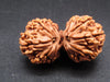 Nepali 11 Mukhi Gauri Shankar Rudraksha
