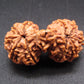 Nepali 11 Mukhi Gauri Shankar Rudraksha