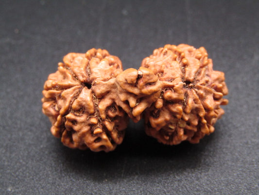 Nepali 11 Mukhi Gauri Shankar Rudraksha