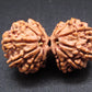 Nepali 12 Mukhi Gauri Shankar Rudraksha