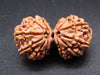 Nepali 12 Mukhi Gauri Shankar Rudraksha