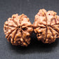 Nepali 12 Mukhi Gauri Shankar Rudraksha