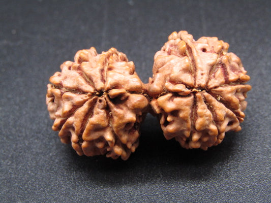 Nepali 12 Mukhi Gauri Shankar Rudraksha