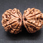Nepali 9 Mukhi Gauri Shankar Rudraksha