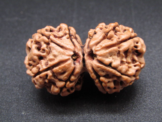 Nepali 9 Mukhi Gauri Shankar Rudraksha
