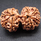 Nepali 9 Mukhi Gauri Shankar Rudraksha