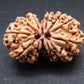 Nepali 12 Mukhi Gauri Shankar Rudraksha