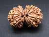 Nepali 12 Mukhi Gauri Shankar Rudraksha